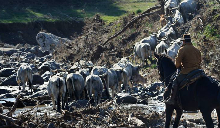 “TransUmando”… al passo lento degli animali