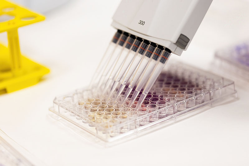 Multichannel pipette applying colorful liquid into test tubes inside laboratory. Concept of scientific research in biological, pharmaceutical or chemical facility.